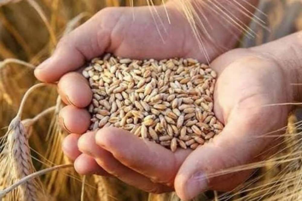 Kaliteli tohumluk buğday verimi arttırıyor