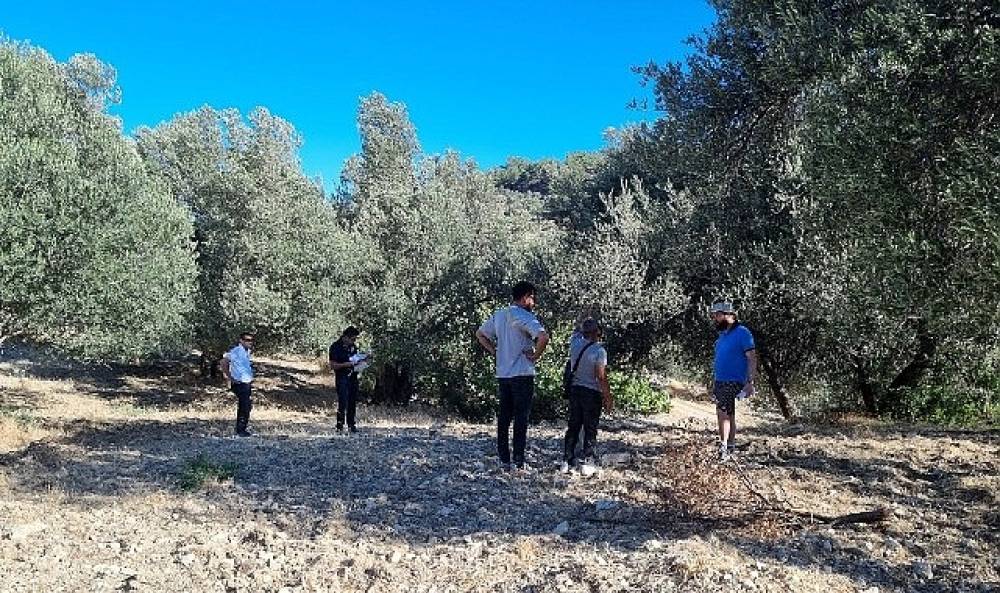 Ayvalık’ta Zeytin Taşıma Rotaları Tespit Ediliyor: Miras İçin Tarihi Adım