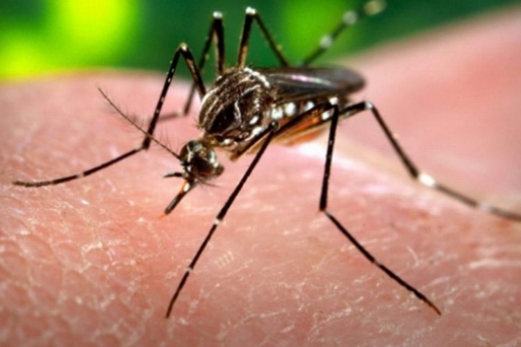 Zika virüsü Hindistan'da yayılıyor