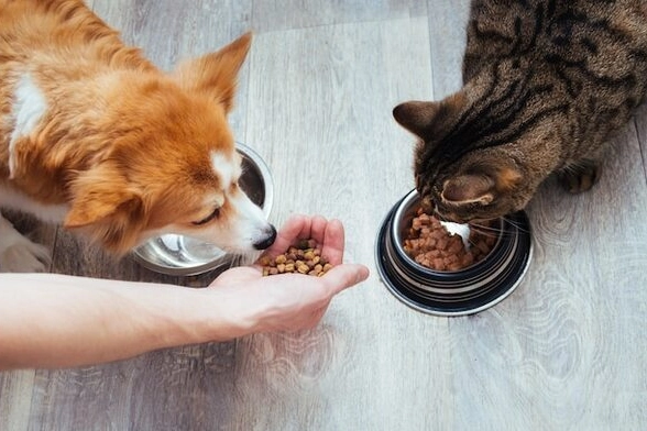 Kedi-k&ouml;pek maması sekt&ouml;r&uuml; ihracatı 11 Yılda 33 Kat B&uuml;y&uuml;d&uuml;