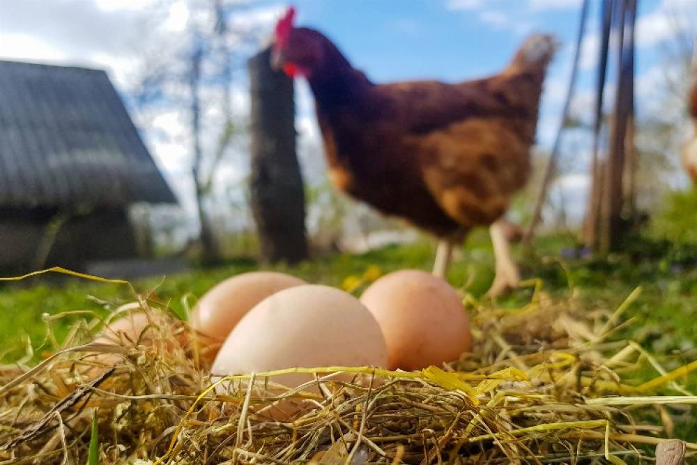 Mayıs'ta yumurta üretimi düştü!