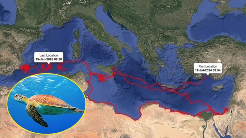 Uyduyla İzlenen Caretta G&uuml;m&uuml;ş, 24 Bin Kilometrelik Yolculuk Yaptı