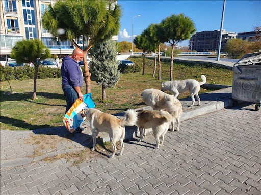 Balıkesir Edremit Belediyesi, sokak hayvanlarını aç bırakmıyor 
