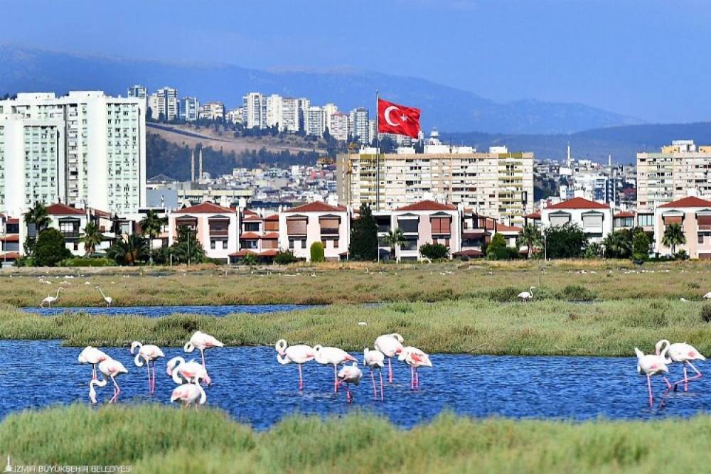 Flamingolar İzmirlileri büyülüyor