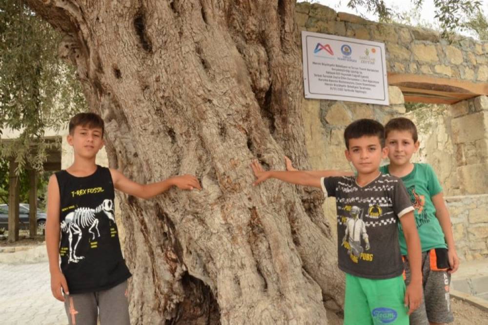 Atalarının mirası 820 yıllık anıt ağacı koruma altında