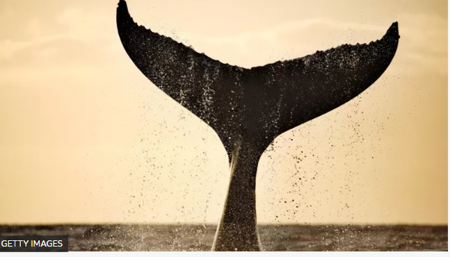 Balinalar Dünyanın ısısını belirliyor...