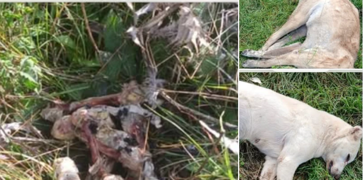 Biga&rsquo;da Sahipli K&ouml;pekler Zehirlendi: Jandarma Soruşturma Başlattı