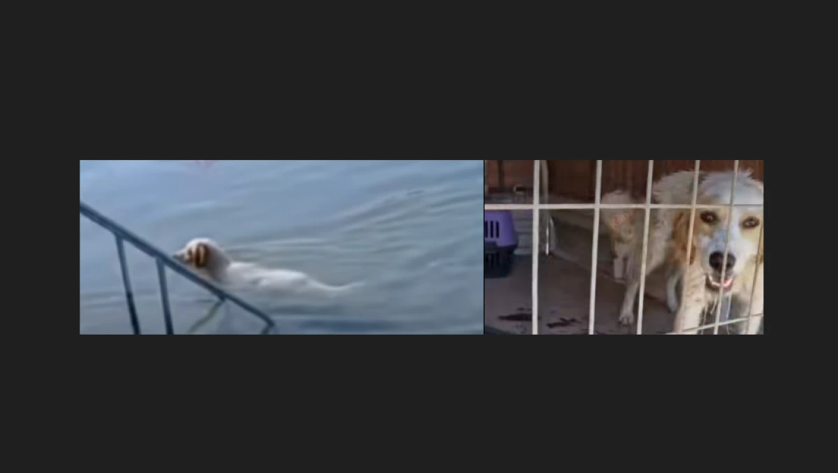 Biraz Vicdan ve Merhamet Gelibolu’da Denize Giren Köpek Barınağa Götürüldü..