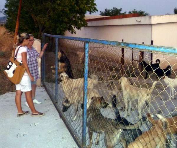 Canakkale Belediyesi Hayvan Barinagi 24 Saat Hizmet Veriyor Haberi