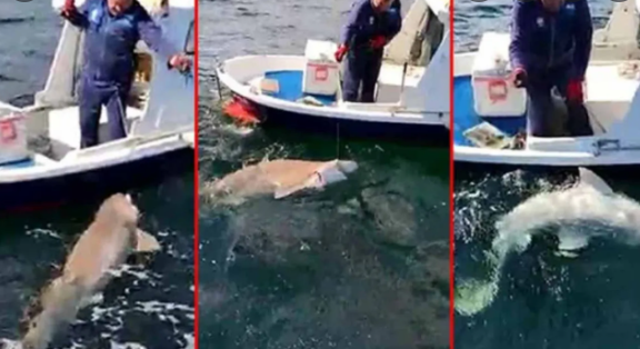 Çanakkale boğazında 3 metre boyunda boz camgöz köpek balığı yakalandı