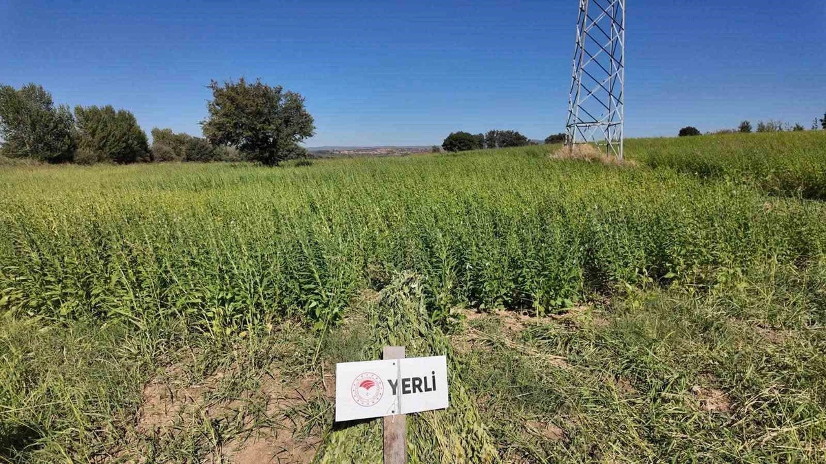 Susamda Yeni D&ouml;nem: 7 Yerli &Ccedil;eşit Makineyle Hasat Edildi
