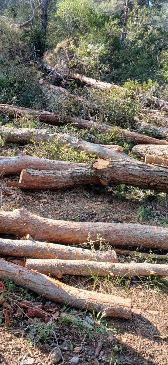 Çınarlı Köyü'nde Doğa Katliamı !..Kesilmedik ağaç kalmadı. 