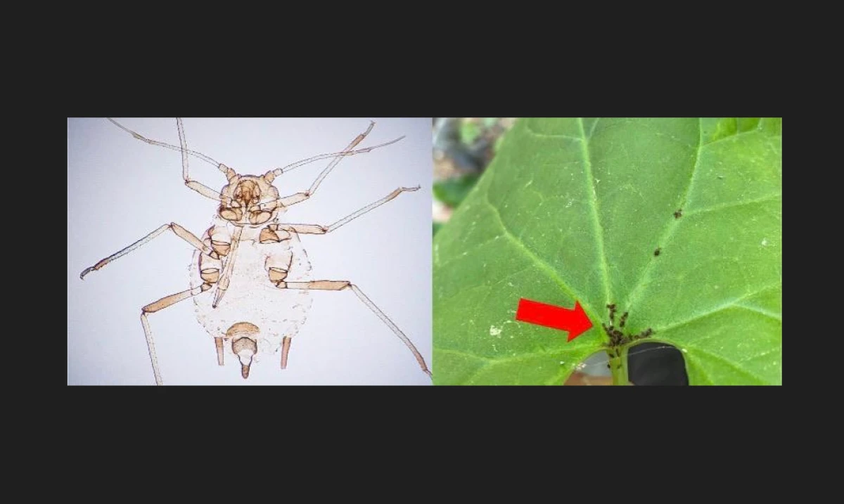 &Ccedil;OM&Uuml;&rsquo;l&uuml; Do&ccedil;. Dr. Şahin K&ouml;k Kaz Dağları&rsquo;nda Yeni Bir T&uuml;r Keşfetti