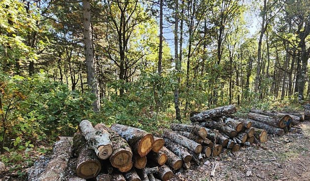 Orman İşletme Müdürlüğü'nden Çalınan odunlar ele geçirildi 3 kişi tutuklandı..