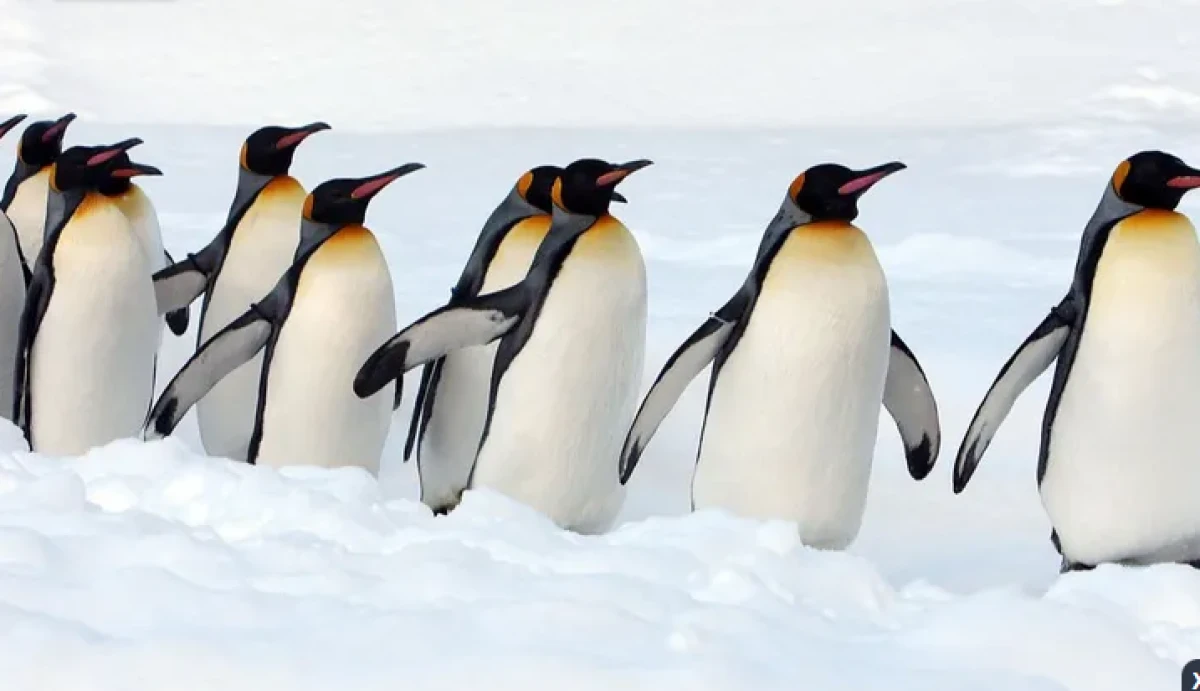 Penguen Dışkısı Bulut oluşumunu hızlandırıyor..