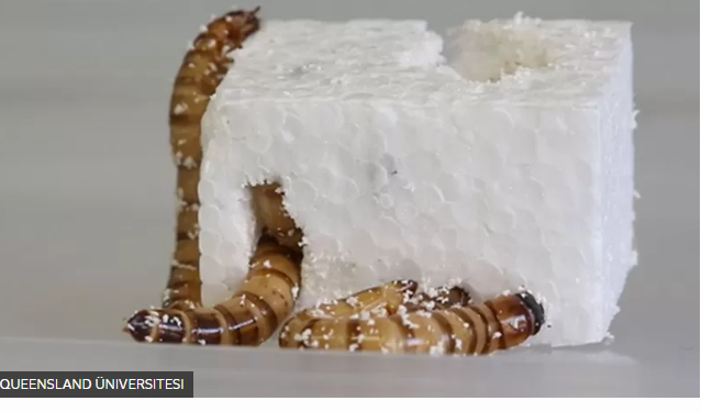 Plastik yiyen süper solucanlar geri dönüşüm için umut olabilir mi?